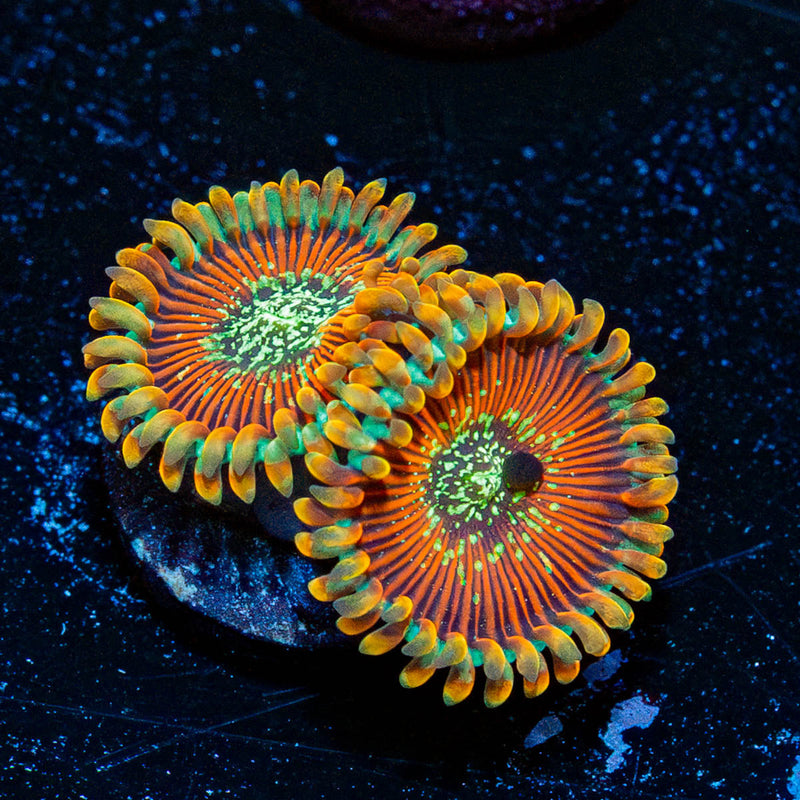 Magicians Zoanthid