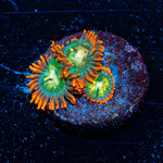 Blueberry Yum Yum Zoanthids 