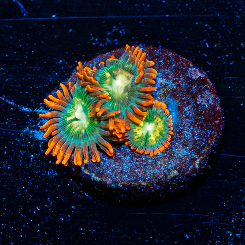 Blueberry Yum Yum Zoanthids
