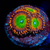 Blueberry Yum Yum Zoanthids 