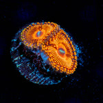 Hells Bells Zoanthid