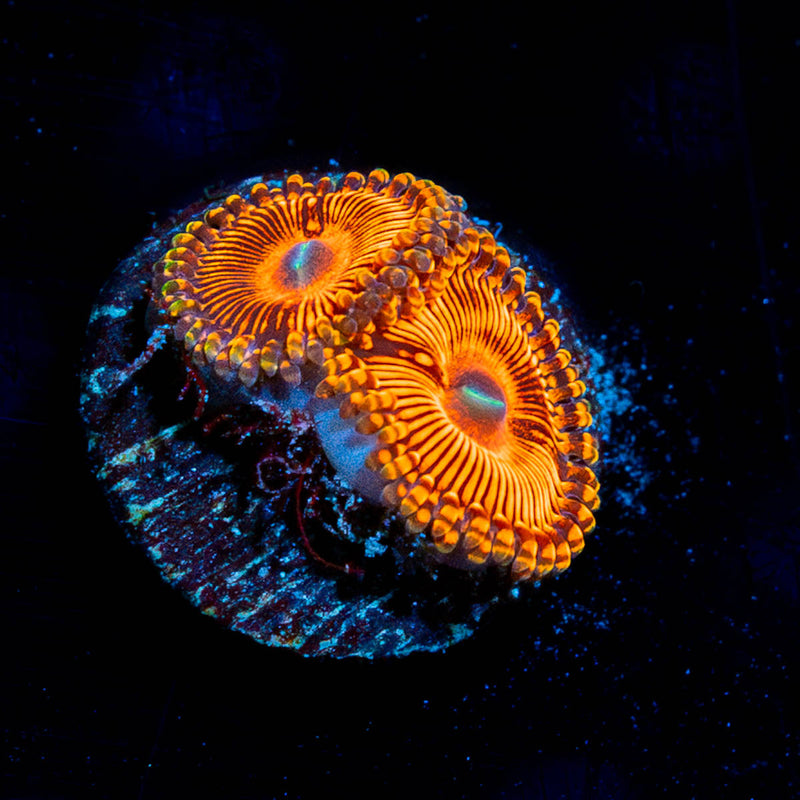 Hells Bells Zoanthid
