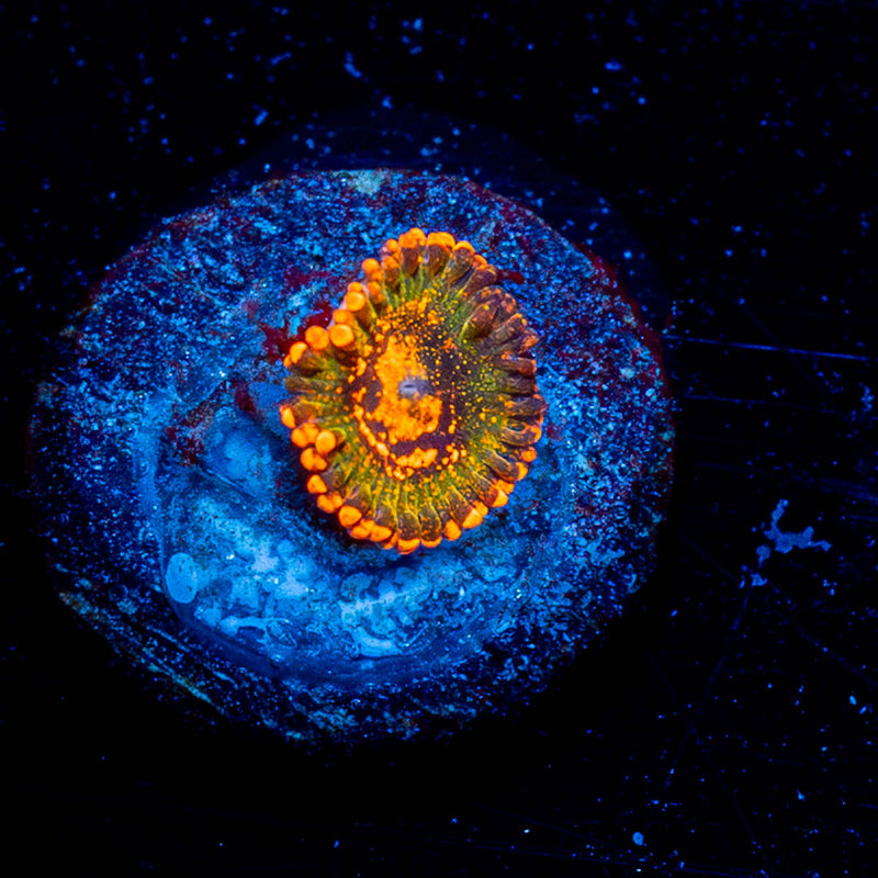 Ass Cracks Zoanthids