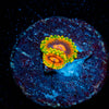 Jedi Mind Tricks Zoanthid 