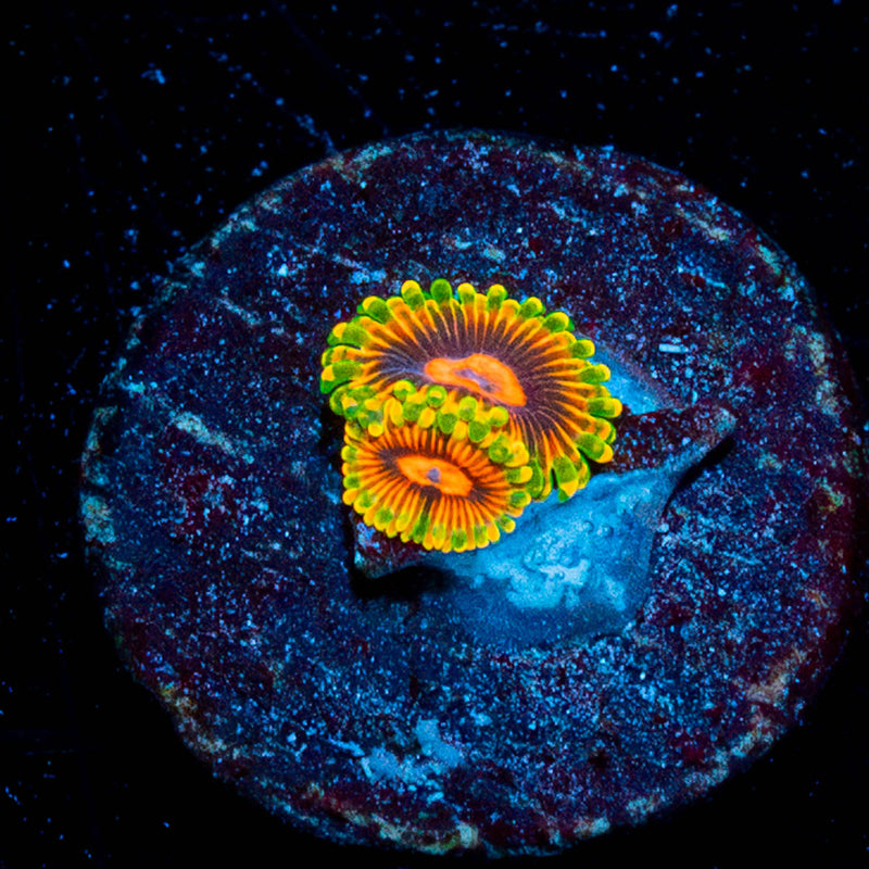 Jedi Mind Tricks Zoanthid