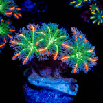 ARC Firework Clove Polyp
