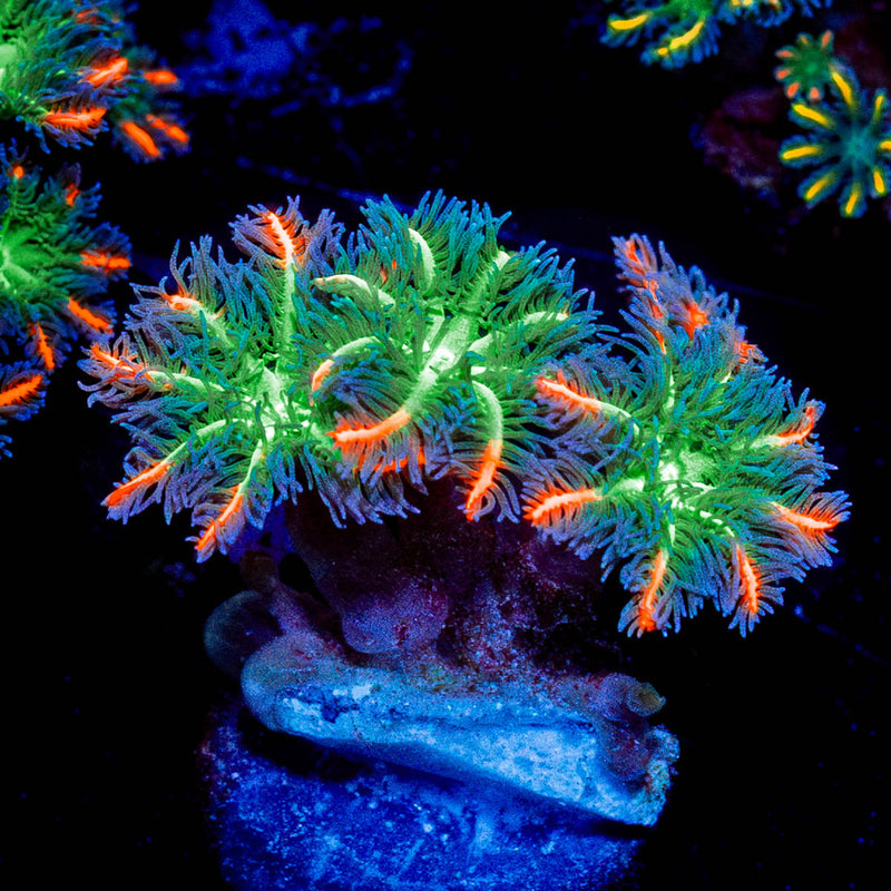 ARC Firework Clove Polyp