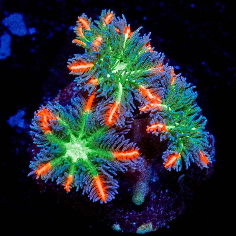 ARC Firework Clove Polyp