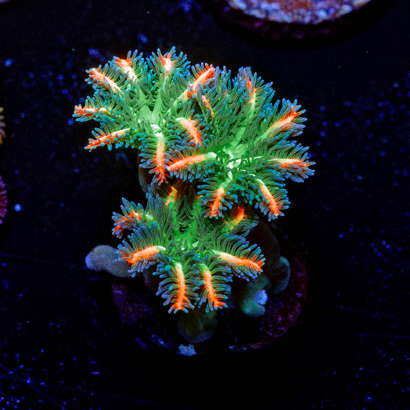 ARC Firework Clove Polyp