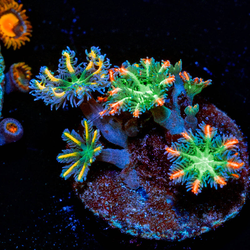 ARC Firework Clove Polyp