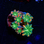 ARC Firework Clove Polyp