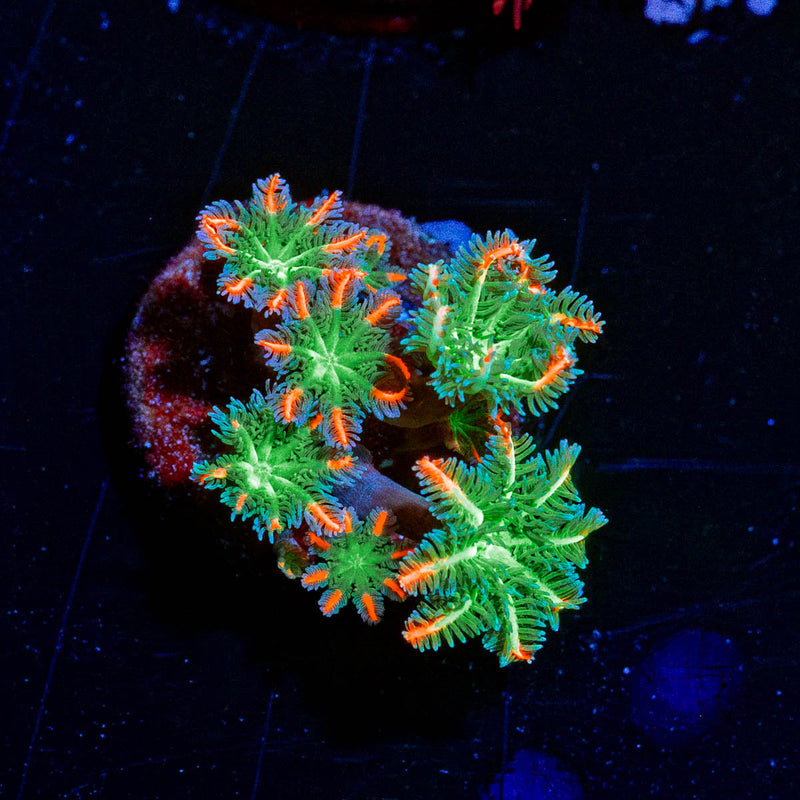 ARC Firework Clove Polyp