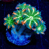 ARC Firework Clove Polyp - riptide aquaculture llc