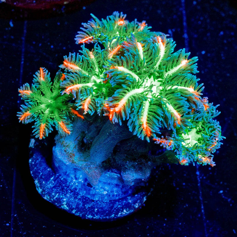 ARC Firework Clove Polyp
