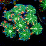 ARC Firework Clove Polyp - riptide aquaculture llc