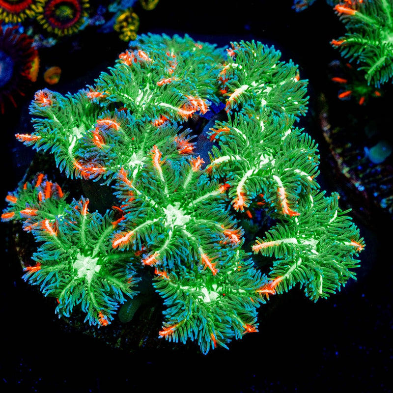 ARC Firework Clove Polyp