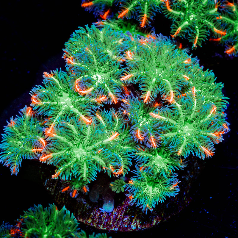 ARC Firework Clove Polyp