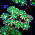 ARC Firework Clove Polyp