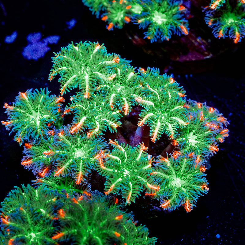 ARC Firework Clove Polyp