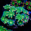 ARC Firework Clove Polyp