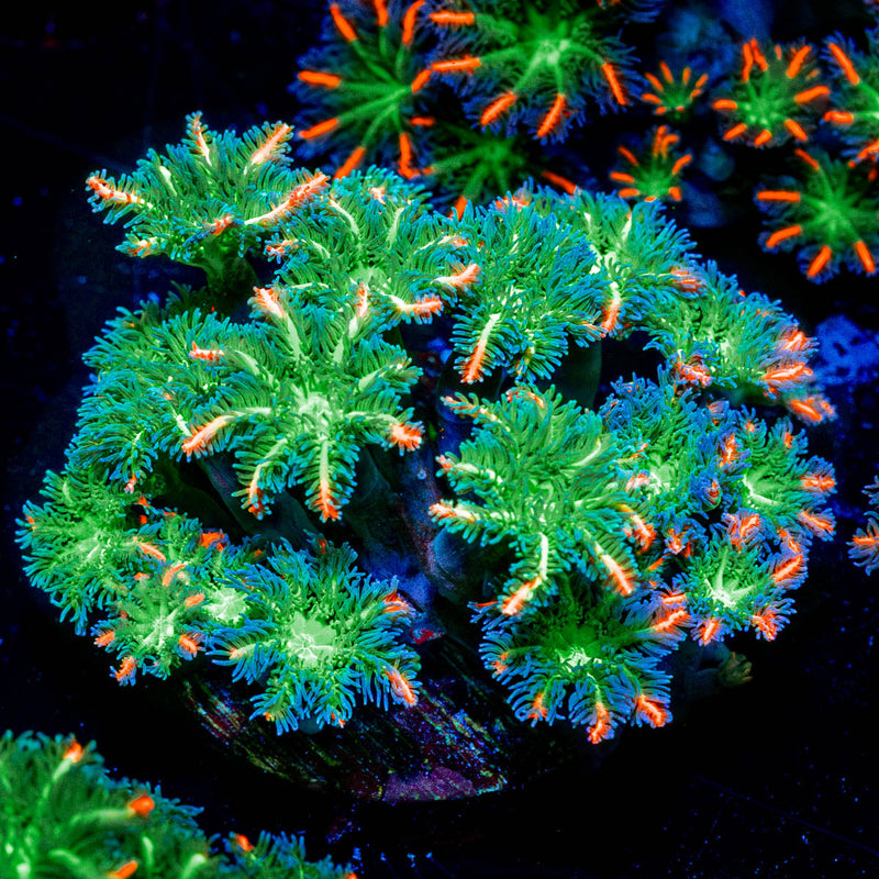 ARC Firework Clove Polyp