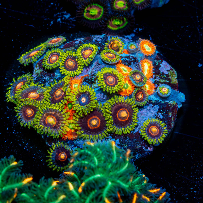 Zoanthid Multi Plug