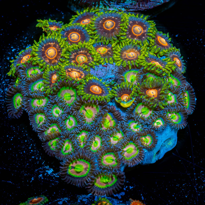 Zoanthid Multi Plug