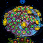 Zoanthid Multi Plug 