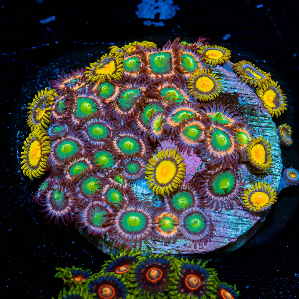 Zoanthid Multi Plug 