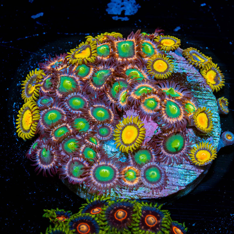 Zoanthid Multi Plug