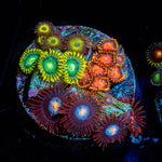 Zoanthid Multi Plug 
