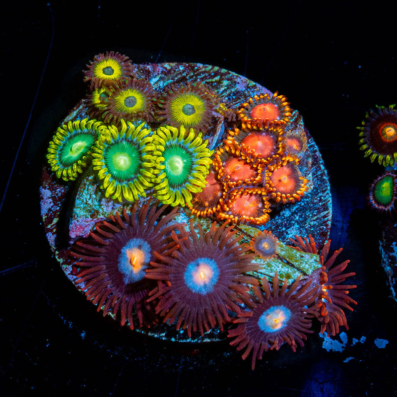 Zoanthid Multi Plug