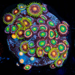 Zoanthid Multi Plug 