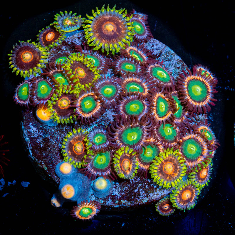Zoanthid Multi Plug
