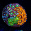 Zoanthid Multi Plug 