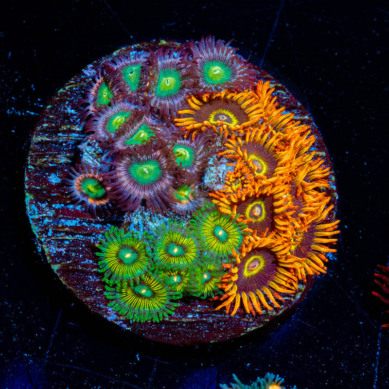 Zoanthid Multi Plug