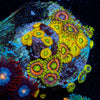 Zoanthid Multi Plug 