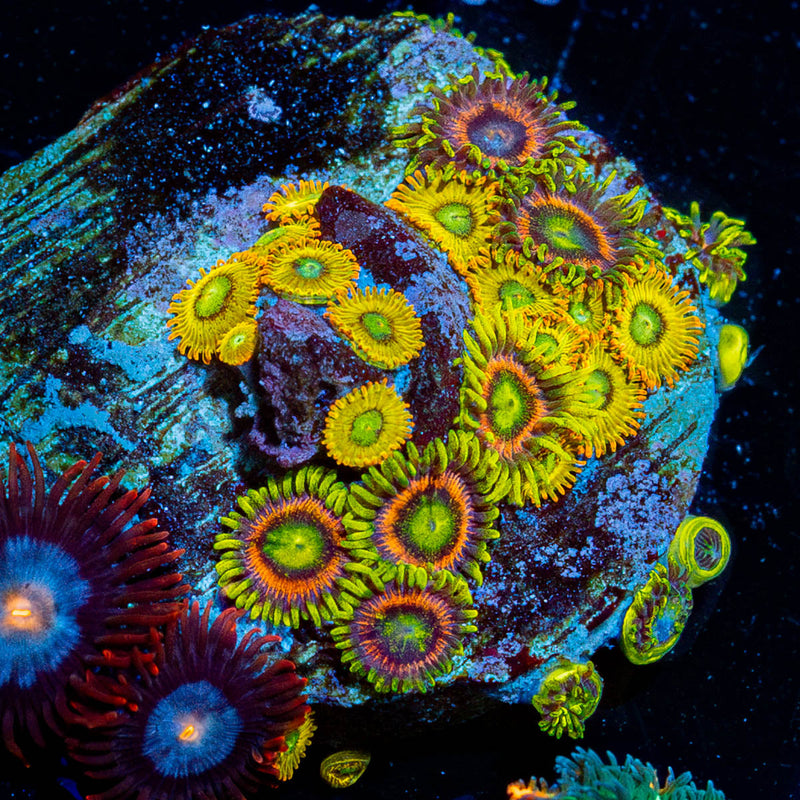 Zoanthid Multi Plug