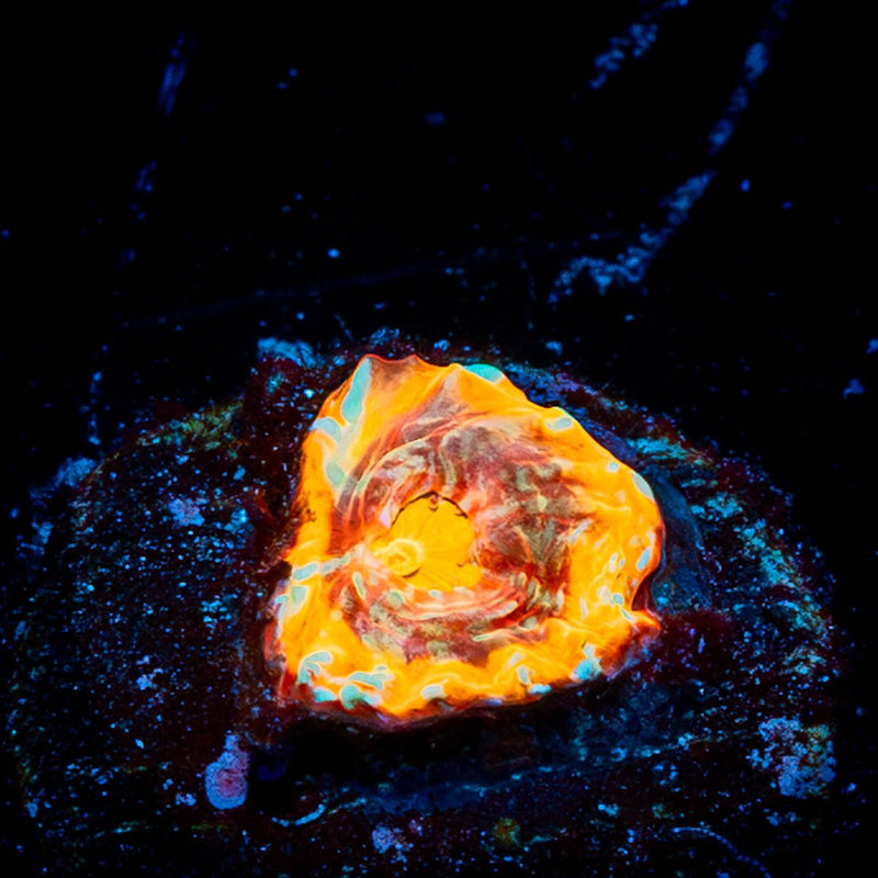 Flaming Bugatti Chalice