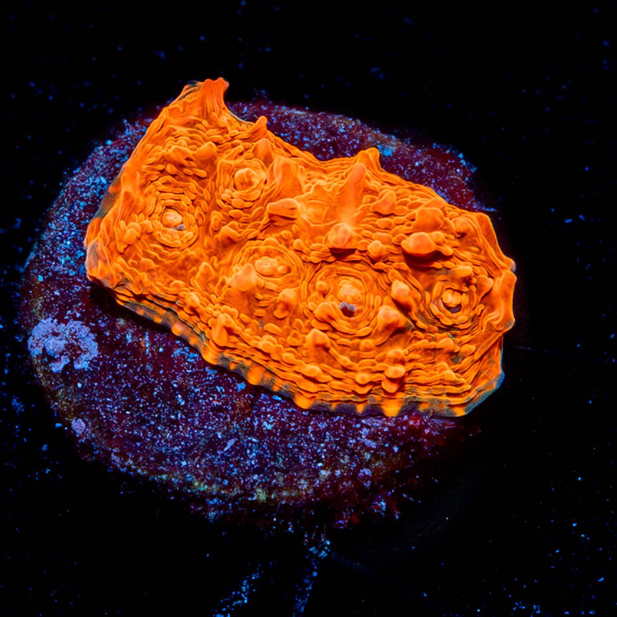 Jolly Rancher Chalice - riptide aquaculture llc