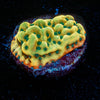 Altered Ego Montipora
