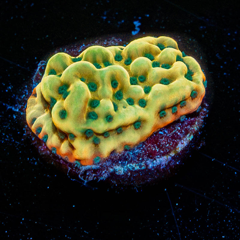 Altered Ego Montipora