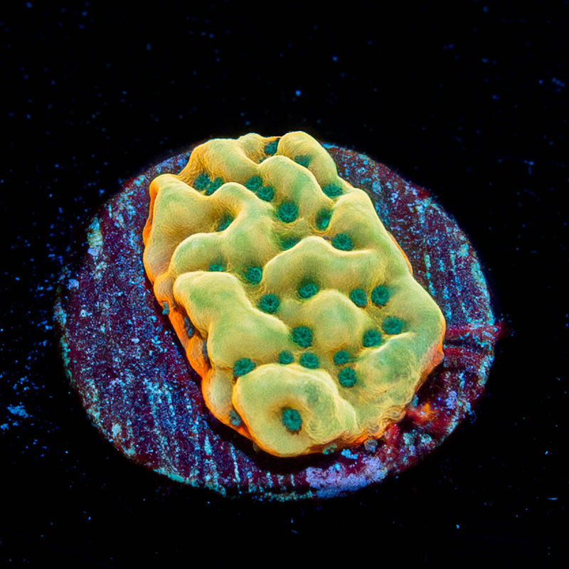 Altered Ego Montipora