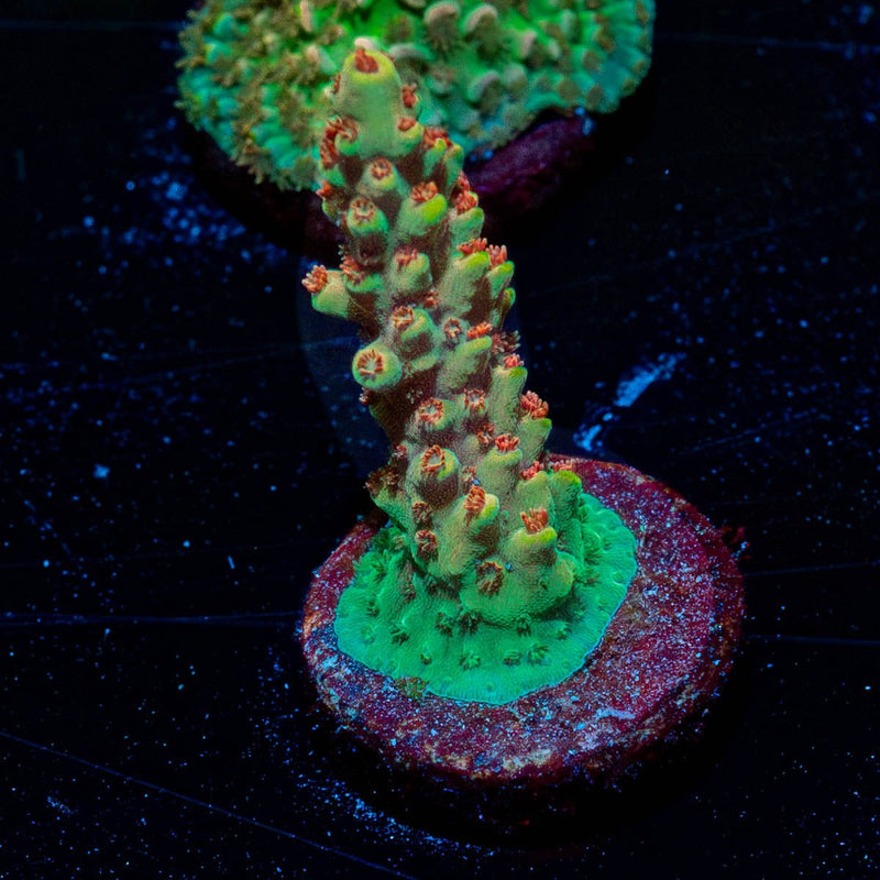 Rocket Man Acropora