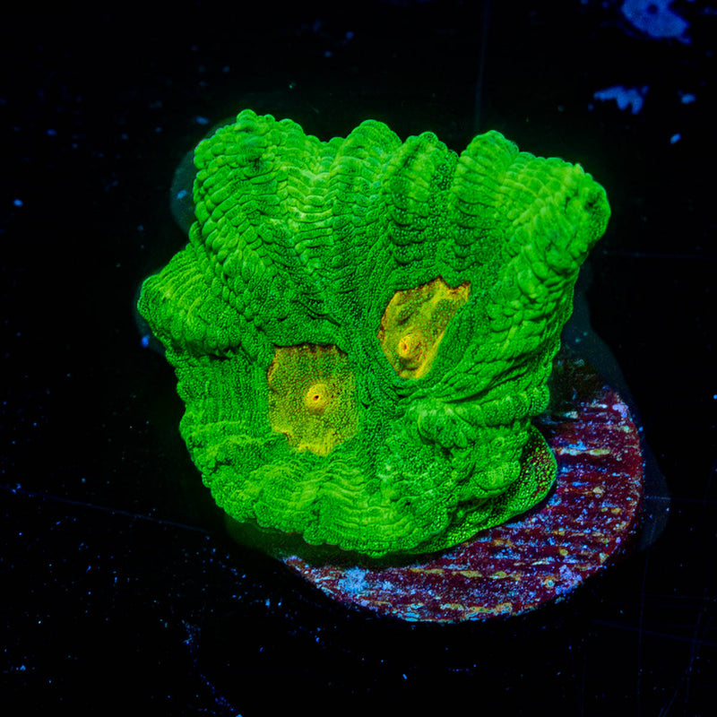 Space Invader Pectinia Chalice
