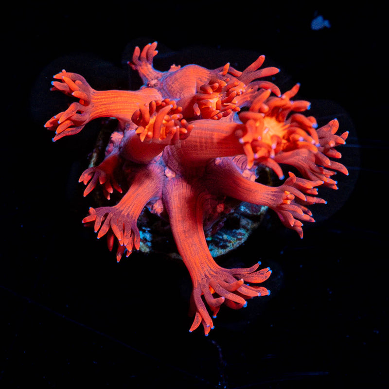 Red Bull Goniopora
