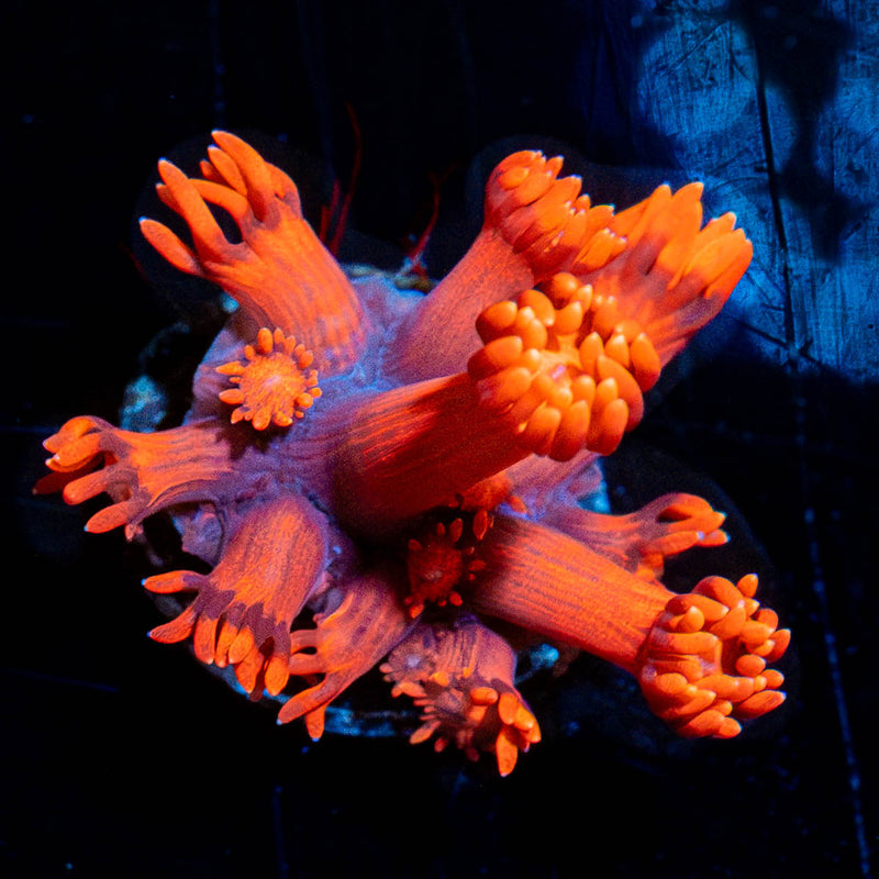 Red Bull Goniopora