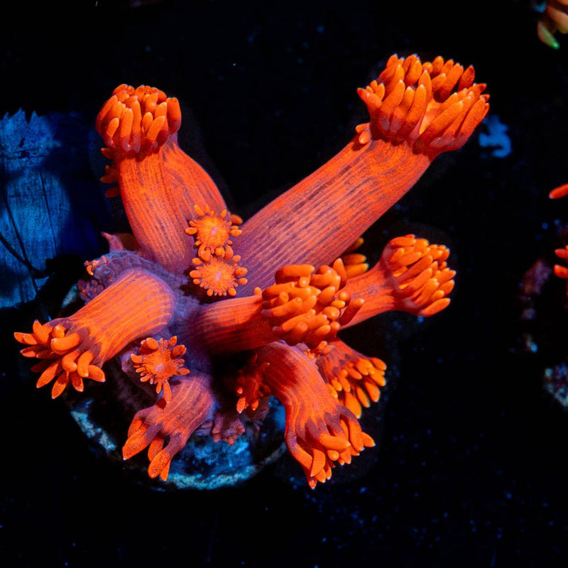 Red Bull Goniopora