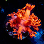 Red Bull Goniopora 