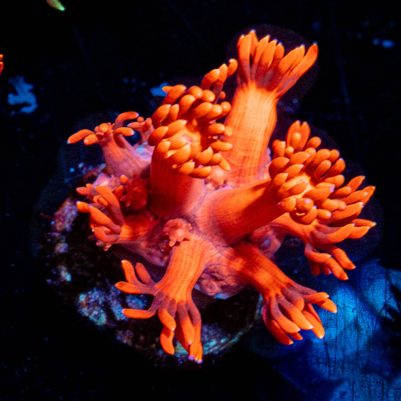 Red Bull Goniopora